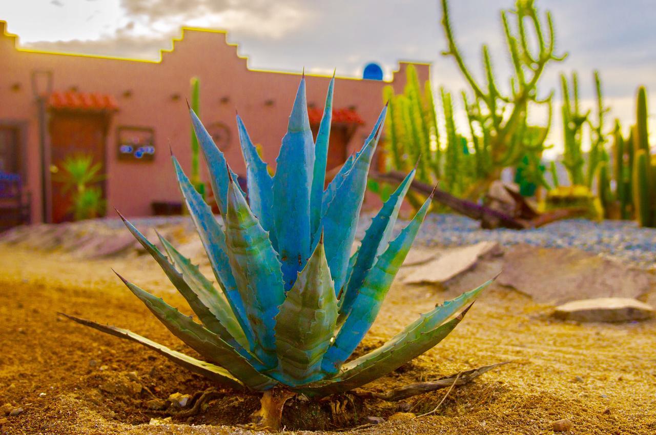 El Alamo Hotell Valle de Guadalupe Exteriör bild